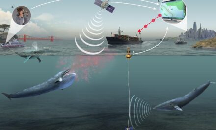 L’intelligenza artificiale che evita alle balene di scontrarsi con le navi