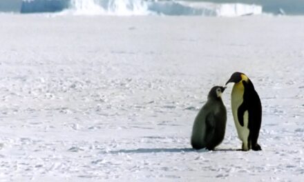Lo studio: la microplastica è anche in Antartide ma il pinguino imperatore per ora è salvo