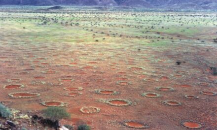 Svelato il segreto dei cerchi delle fate del Namib