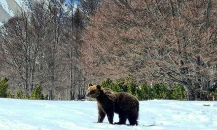 La morte dell’orso Juan Carrito, una tragedia annunciata