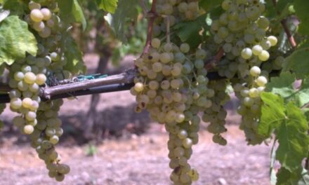 Falanghina, Negrellone e gli altri: i vitigni antichi che resistono al cambiamento climatico