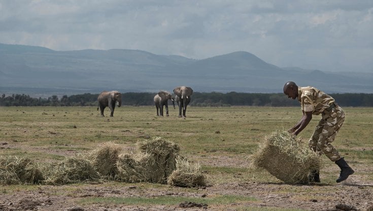 Kenya, siccità più grave ultimi 40 anni uccide migliaia di animali selvatici