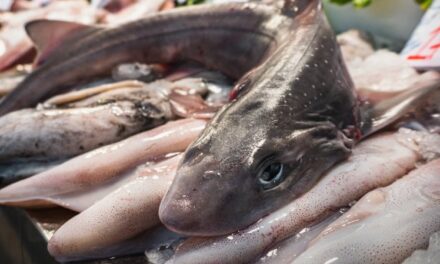 Come arriva la carne di squalo nei nostri piatti
