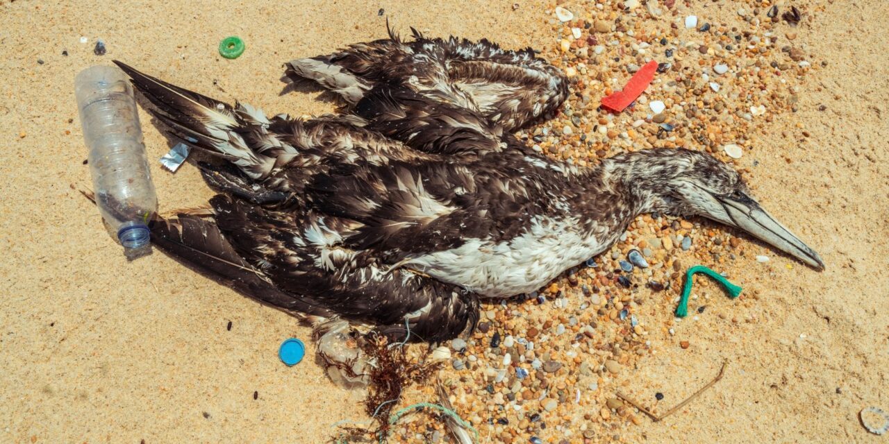 Gli uccelli marini colpiti da plasticosi, una nuova malattia causata dall’inquinamento