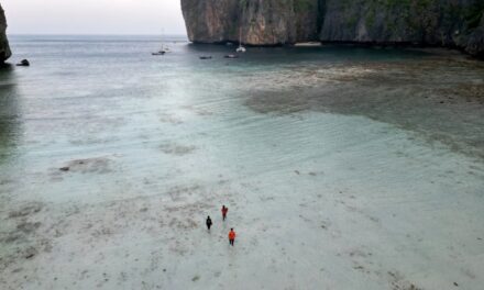 Thailandia. Nella baia di “The Beach” i turisti mettono già in fuga gli squali. E non è una buona notizia