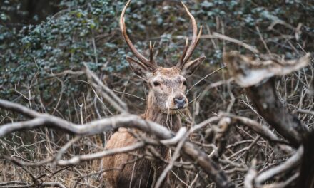 Il progetto per salvare il cervo italico: 20 esemplari portati in Calabria