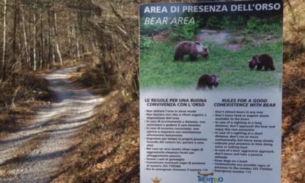 Genovesi (Ispra): “Gli attacchi degli orsi sono rari ma va ricordato come comportarsi per allontanare il pericolo”