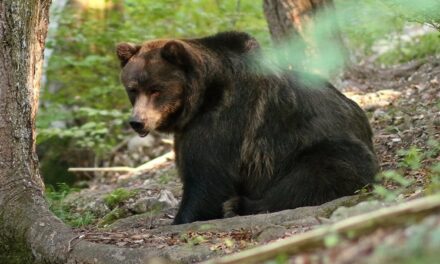 Genovesi (Ispra): “Radiocollare e sterilizzazione le misure valutate per l’orsa JJ4: senza cuccioli non aveva dato problemi”