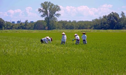 A Pavia la prima coltivazione di zizania acquatica, il riso selvatico che consuma meno acqua