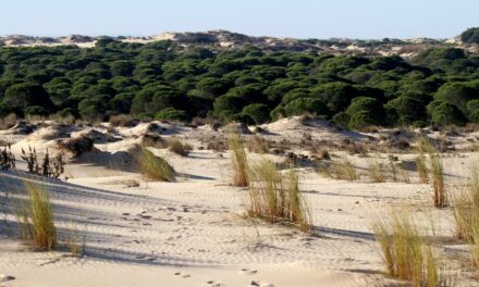 Le fragole mettono a rischio il parco naturale di Doñana già devastato dalla siccità