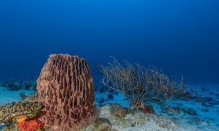 I fondali degli oceani come miniere, a rischio habitat e biodiversità