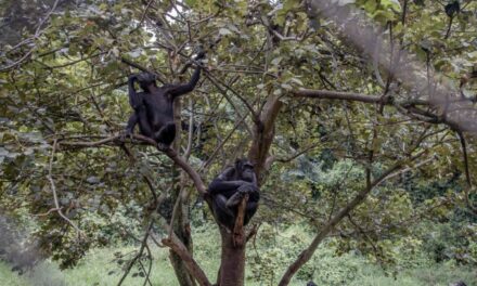 Perché agli scimpanzé conviene essere bulli