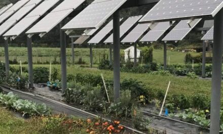 Agrivoltaico: come funzionano gli incentivi per i pannelli solari
