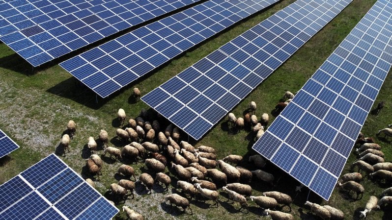 Nella fattoria solare le pecore pascolano all’ombra del fotovoltaico