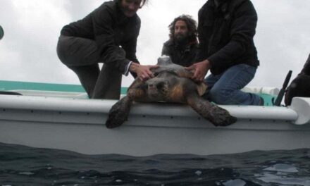 Nell’ospedale delle tartarughe marine: 8 su 10 hanno mangiato plastica
