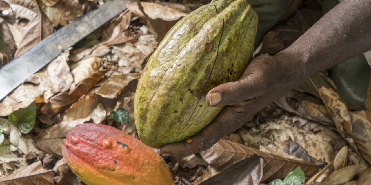 Record di caldo in Costa d’Avorio: a rischio la produzione di cacao