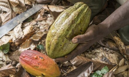 Record di caldo in Costa d’Avorio: a rischio la produzione di cacao
