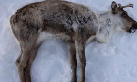 Malattia del cervo zombie, dai casi al rischio di trasmissione animale-uomo: cosa bisogna sapere