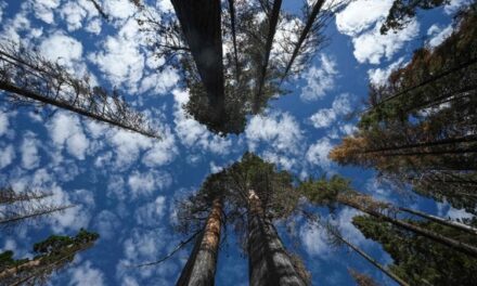 California: riforestare il parco delle sequoie per salvarle da estinzione. Il no degli ambientalisti: “La foresta ce la farà da sola”